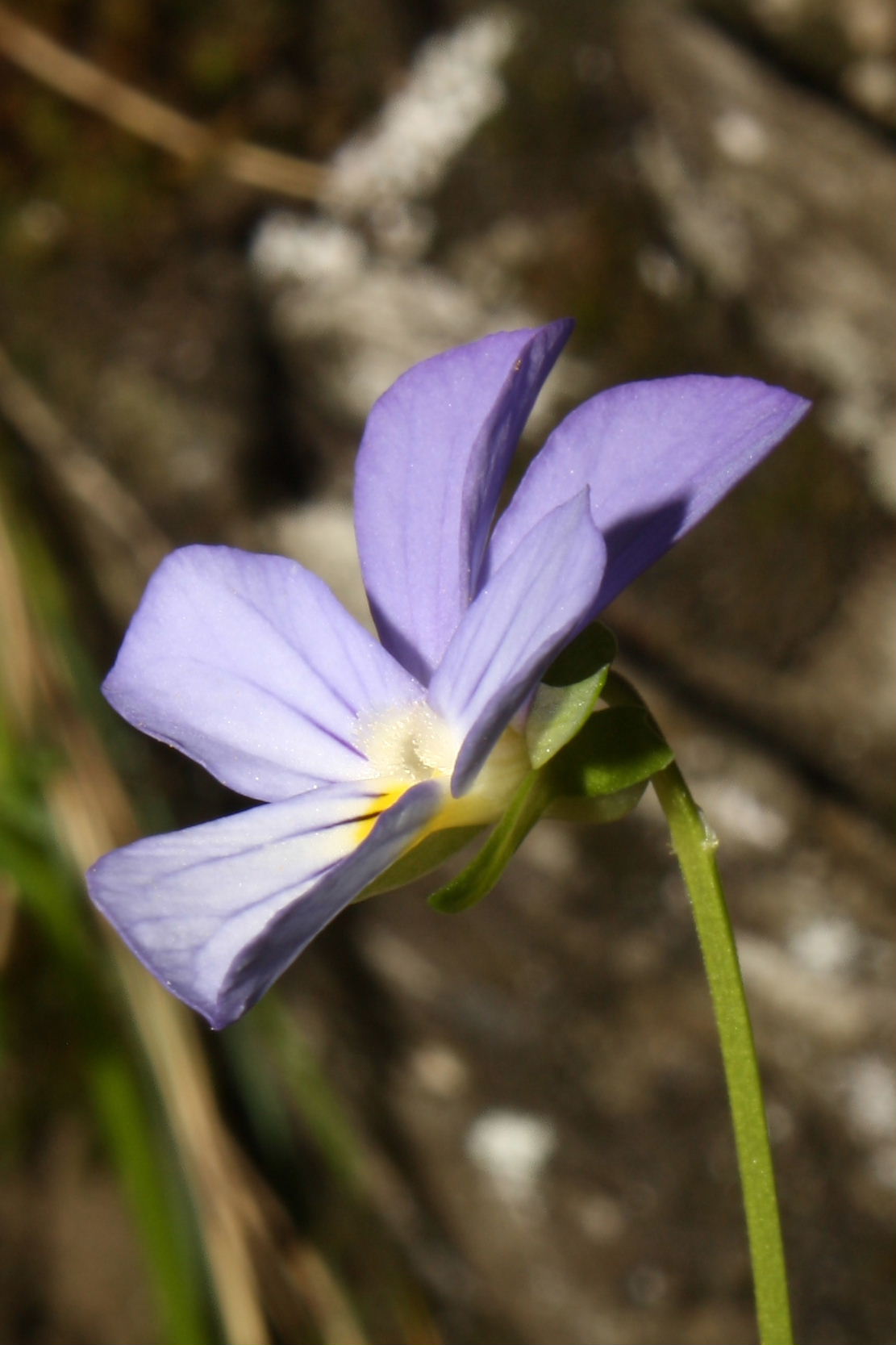 Apuane, Valle dellArnetola (LU) : Viola tricolor